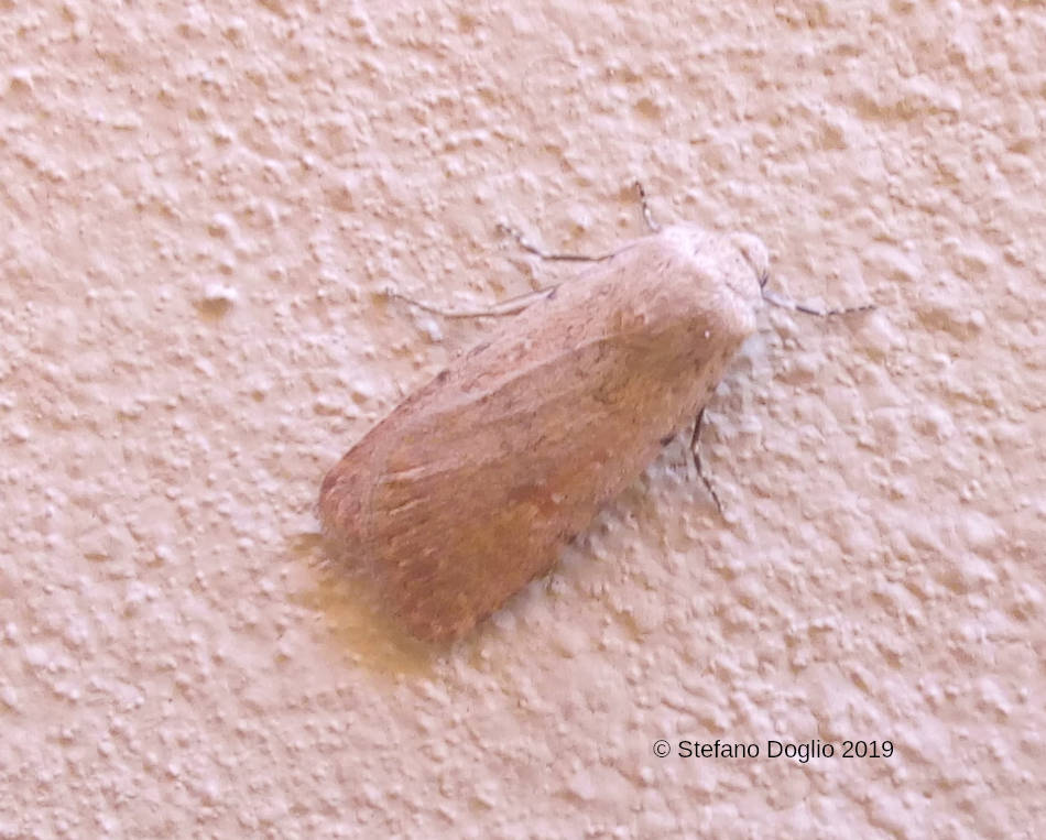 da Marrakech: Caradrina sp. (Noctuidae)